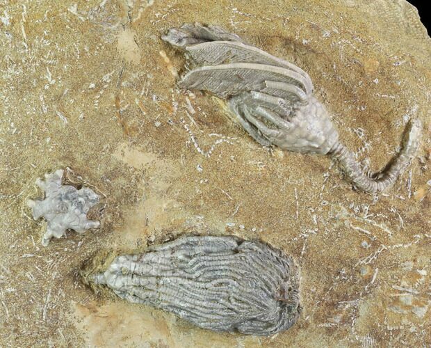 Beautiful Crinoid Plate - Three Species - Crawfordsville #94381